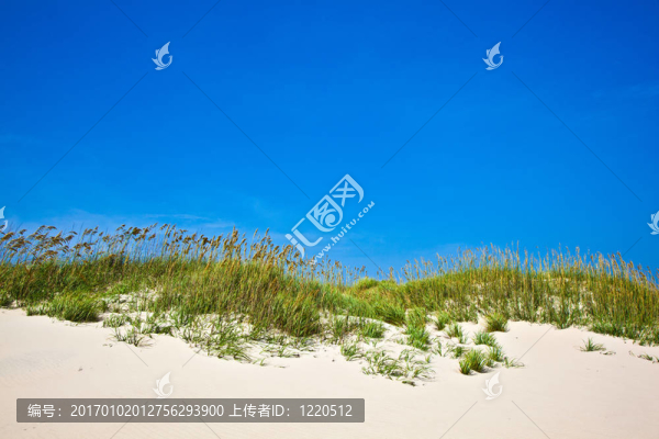 暴風雨季節(jié)海灘上的草
