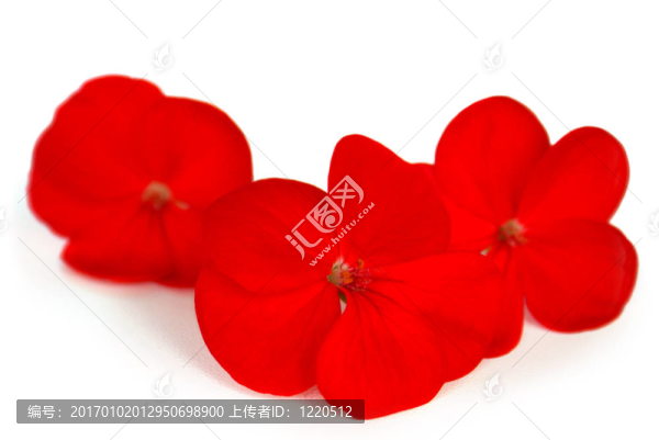 三紅色的花