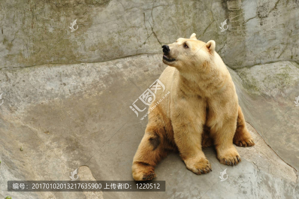 北極熊