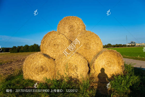 草捆在秋季密集的顏色