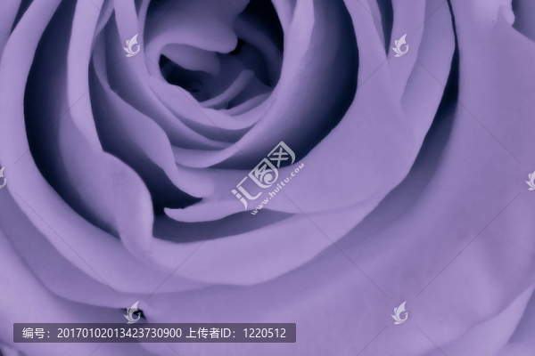 紫羅蘭玫瑰特寫