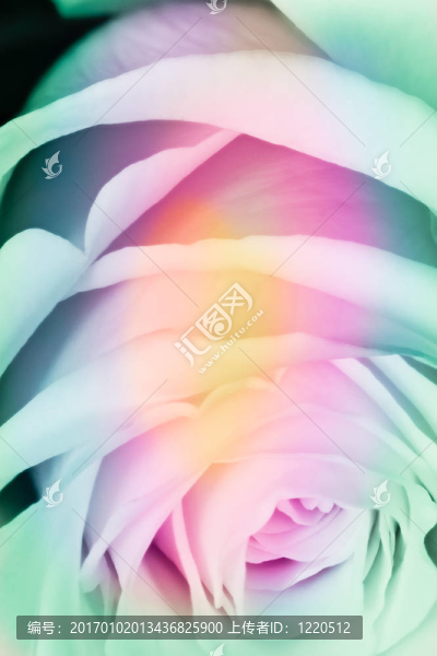 多色玫瑰