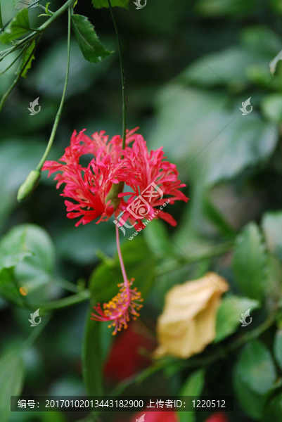 來(lái)自雨林的彩色花朵