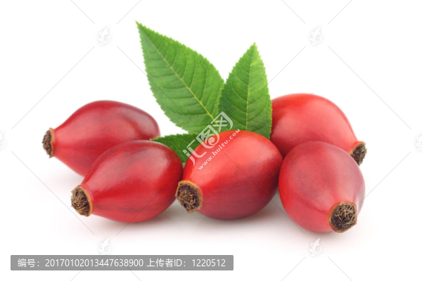 帶葉子的狗玫瑰
