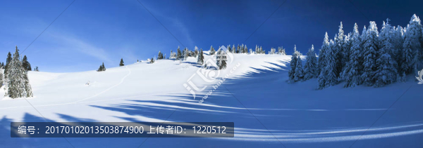 冬林全景