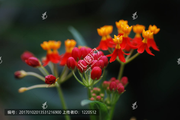 來自雨林的橘紅色花