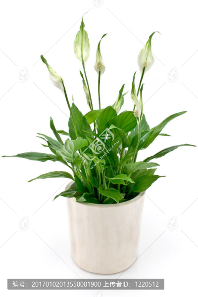 白鶴芋開花