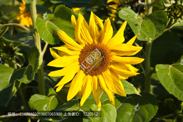 在田野的向日葵