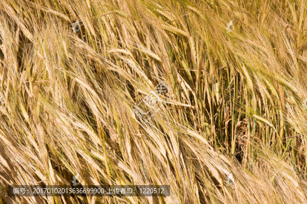收獲前的黃金成熟小麥