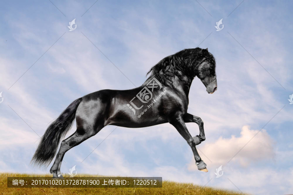 野外黑馬