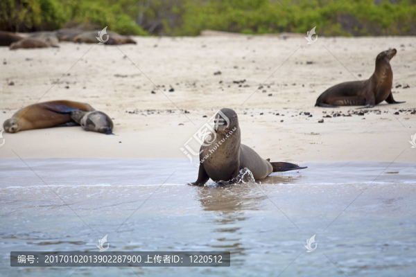 海獅殖民地