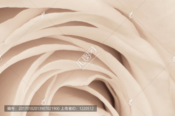 白玫瑰特寫(xiě)