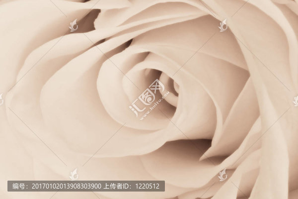白玫瑰特寫