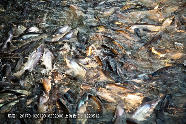 河里的鯰魚