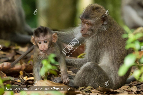 猴（Macaca,fascicularis）