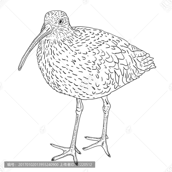 白腰杓鷸；鳥。插畫。