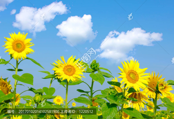 向日葵