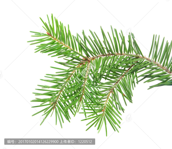 松樹的樹枝
