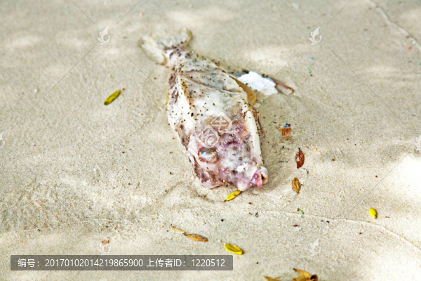 躺在美麗海灘上的死魚