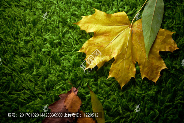 綠色地毯上的秋落葉；概念鏡頭