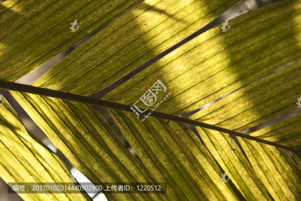 棕櫚葉細(xì)節(jié)