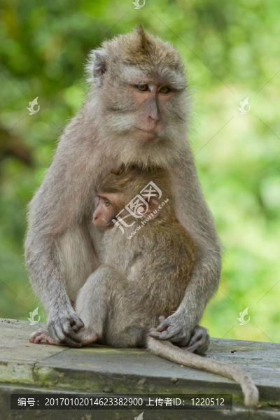 猴（Macaca,fascicularis）