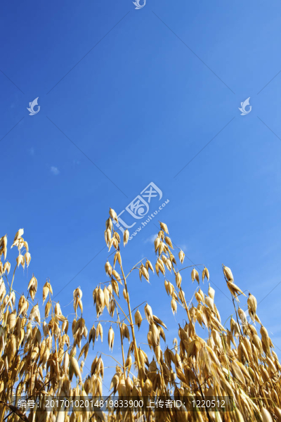 芬蘭農(nóng)業(yè)