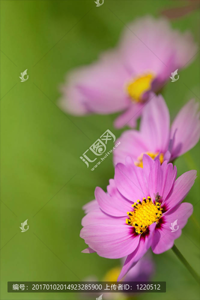 夏天，草地野花