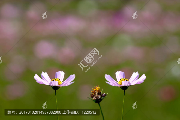 夏天，草地野花