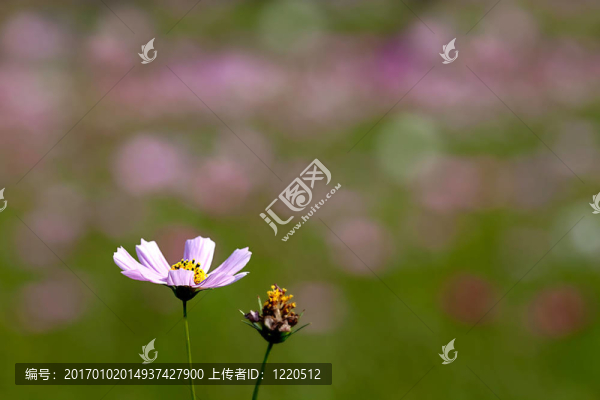 夏天，草地野花
