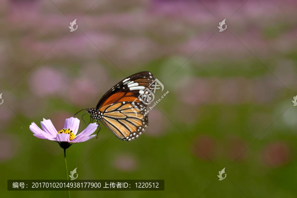 酥油菊花