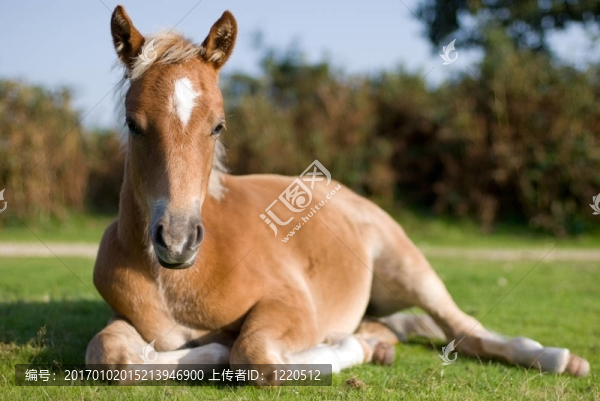 小馬駒；新的森林；英國