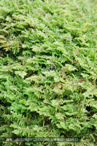苔蘚背景