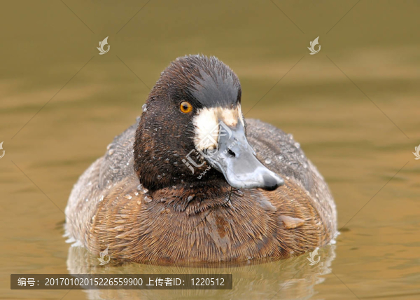 Lesser,Scaup（女）