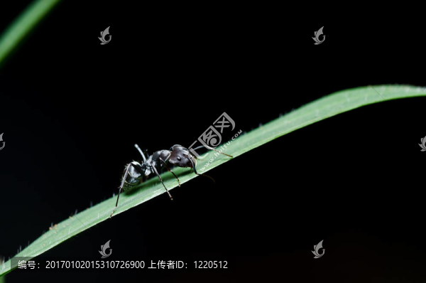 綠色中的黑螞蟻