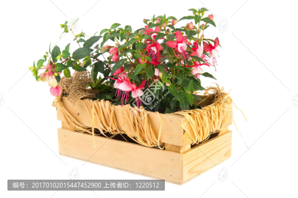 紫紅色木箱