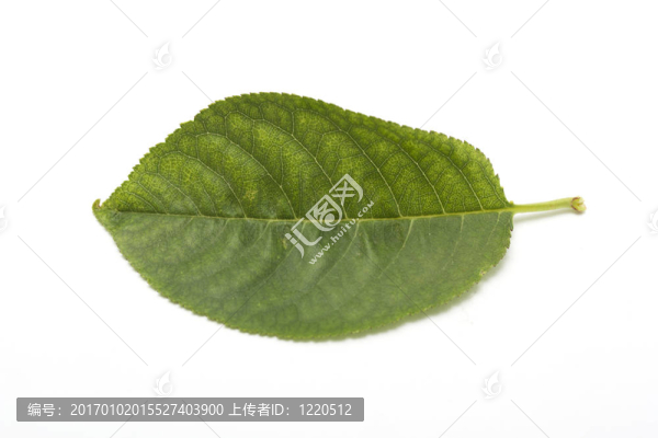 白色背景上的綠色小葉子