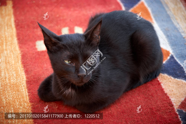 黑貓?zhí)稍诩t地毯上的肖像