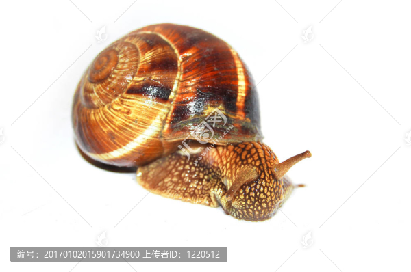 蝸牛
