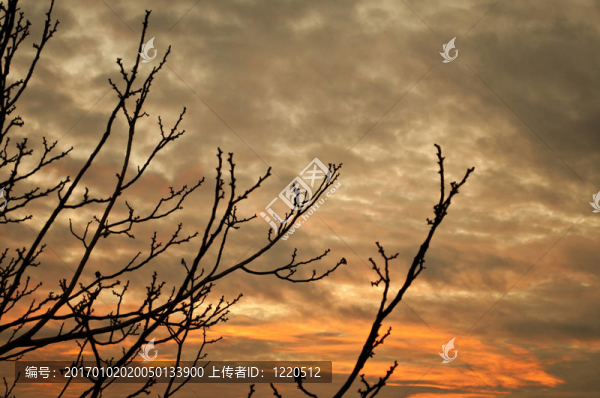 日落時沒有葉子的樹