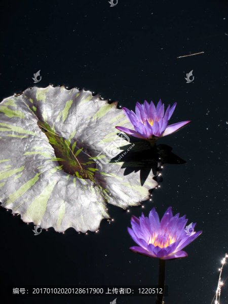 水百合