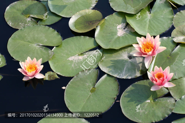 水百合