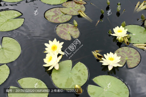 水百合