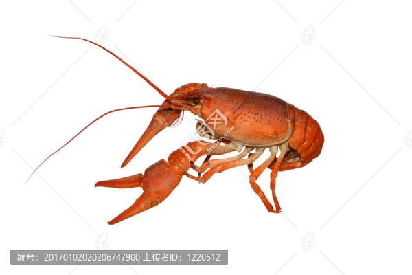小龍蝦