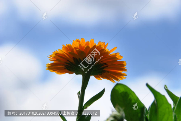 橙色雛菊