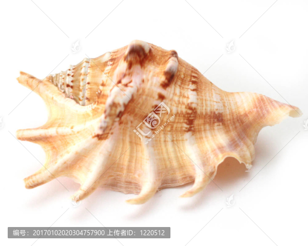 海貝殼
