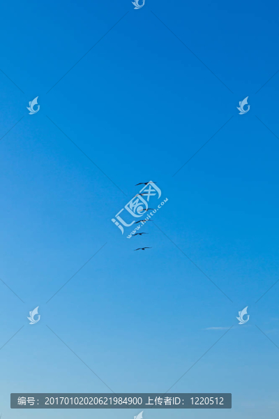 空氣中的鵜鶘群