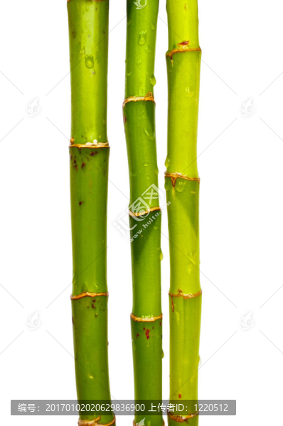 白竹