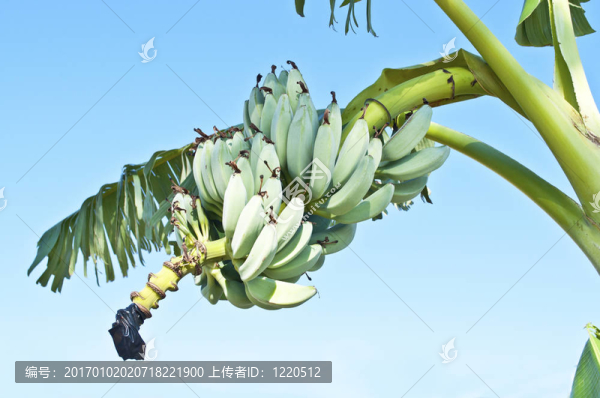藍(lán)天上的香蕉樹(shù)