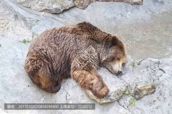 灰熊睡在動物園